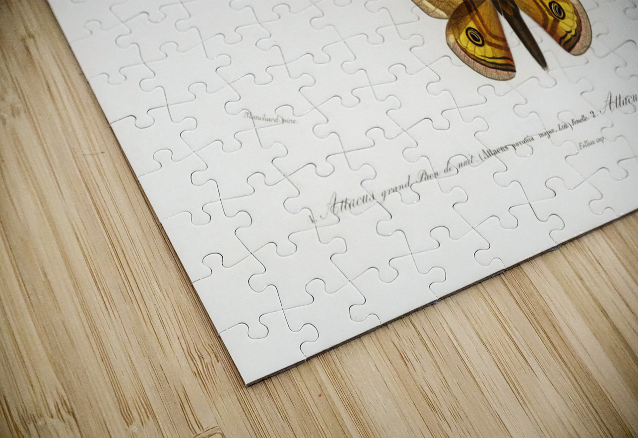 Emporor moths IStockHistory com Puzzle