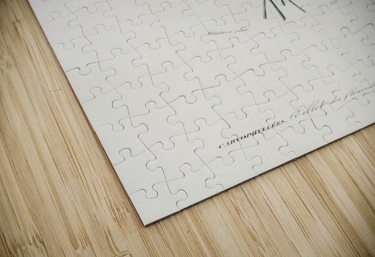 Carnation Dianthus caryophyllus IStockHistory com Puzzle