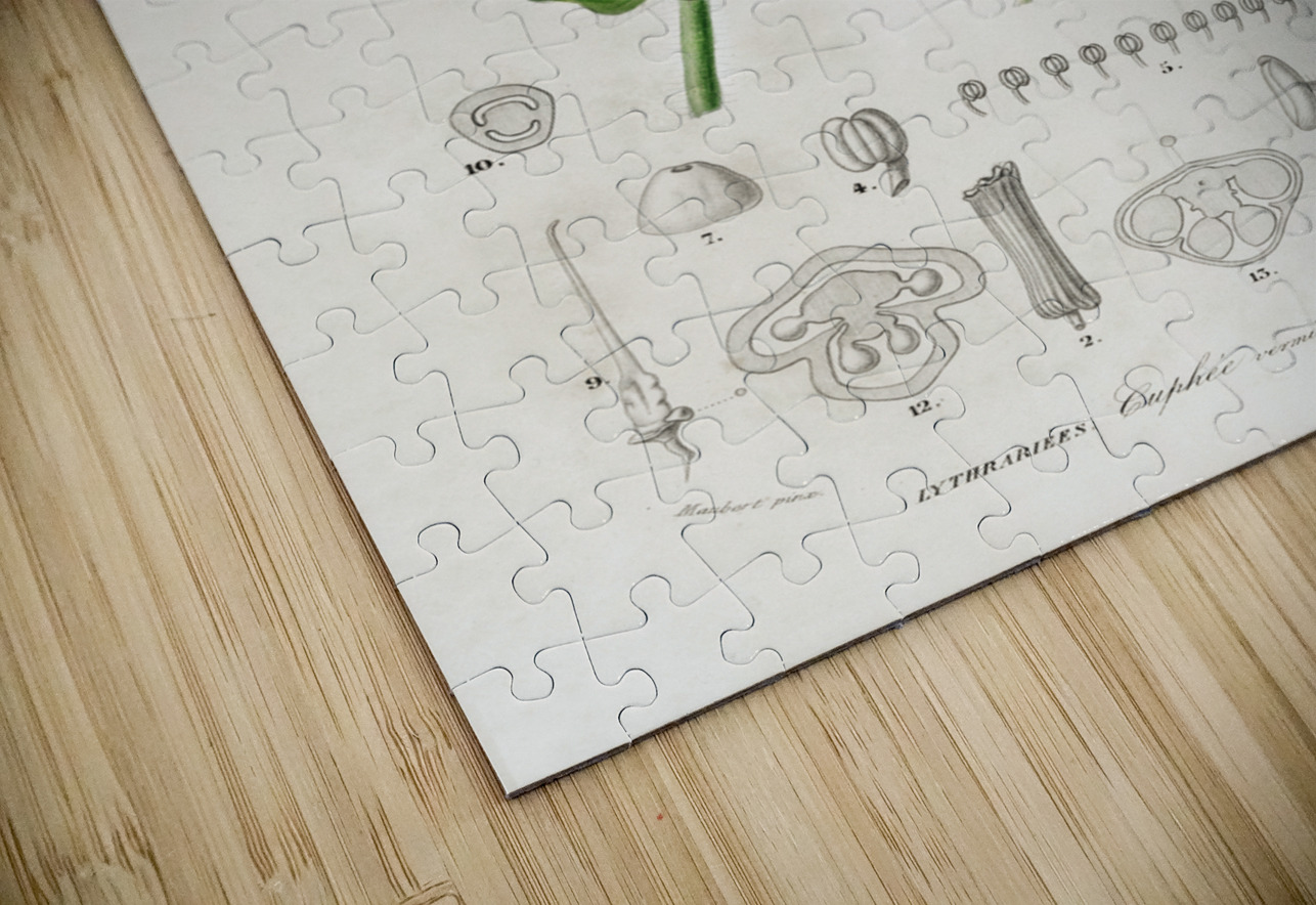 Different types of birds IStockHistory com Puzzle