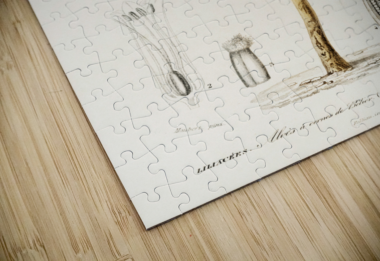 Candelabra aloe aloe fruticosa IStockHistory com Puzzle