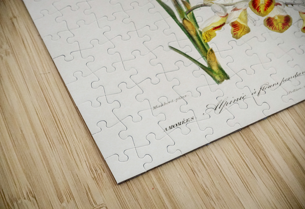 Dwarf cardamom Alpinia nutans IStockHistory com Puzzle