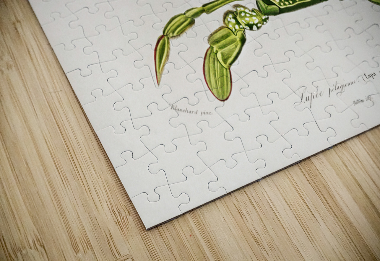 Portunus Lupa Pelagica IStockHistory com Puzzle