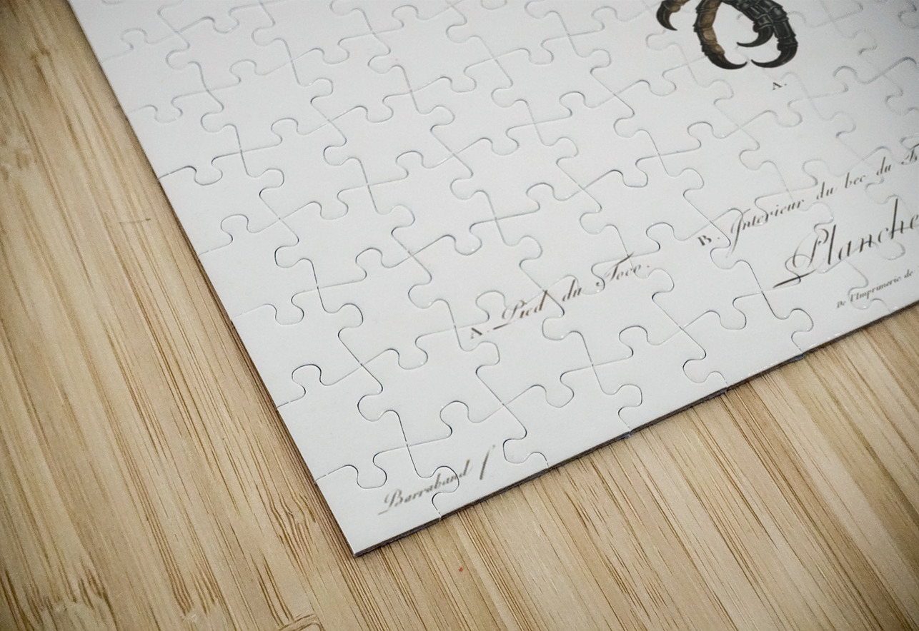 Toco foot beak and tongue  IStockHistory com Puzzle