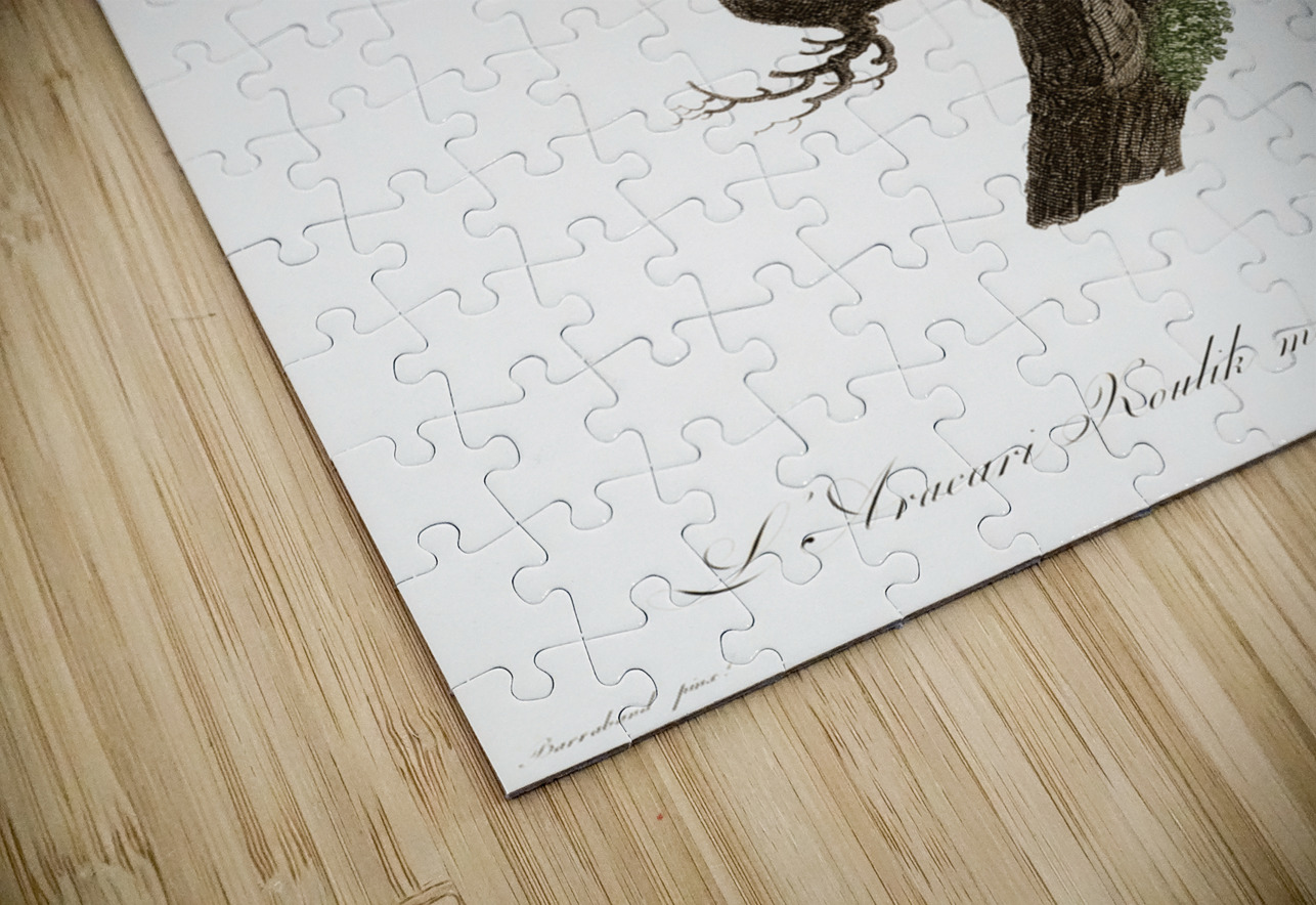 Black-necked Aracari  IStockHistory com Puzzle