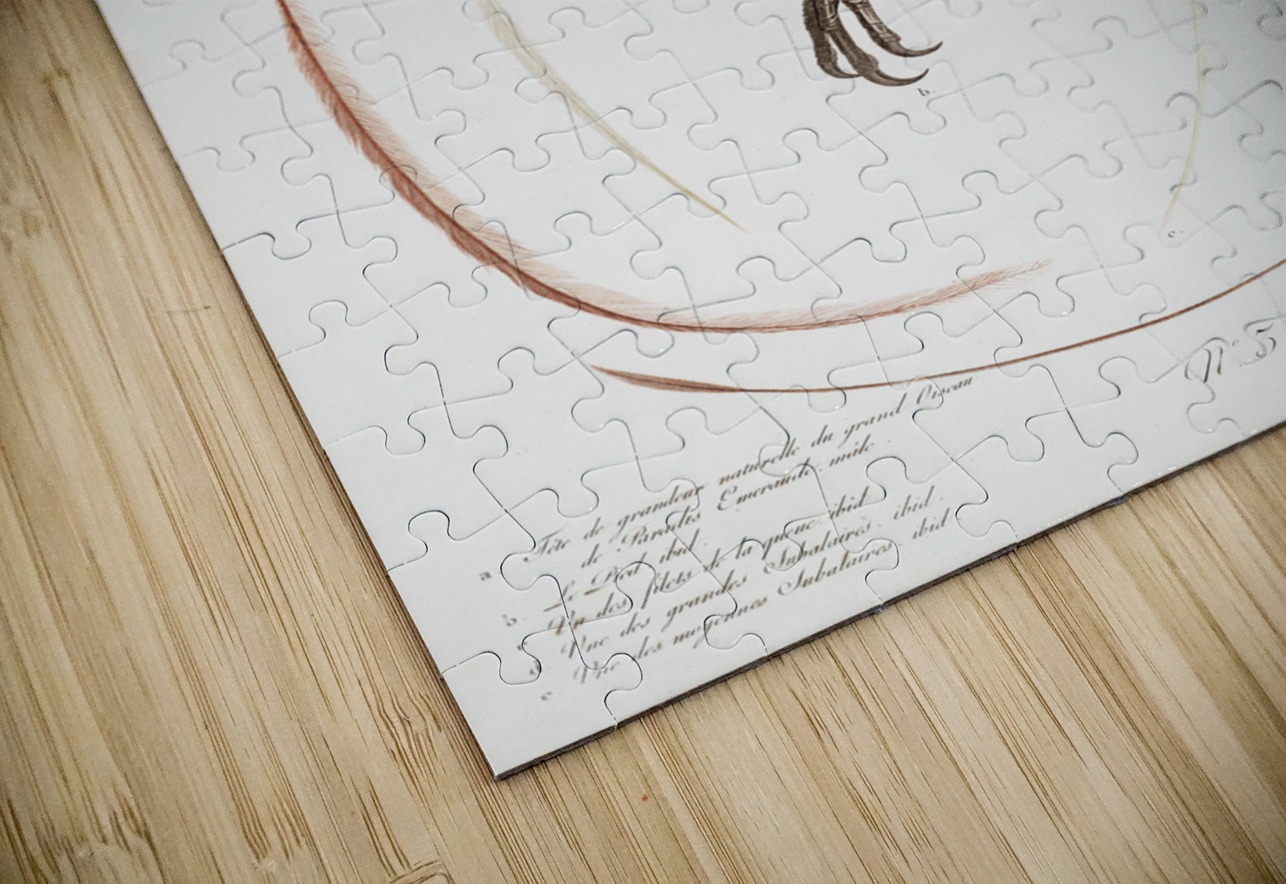 Emperor bird-of-paradise head claw feather and tail  IStockHistory com Puzzle