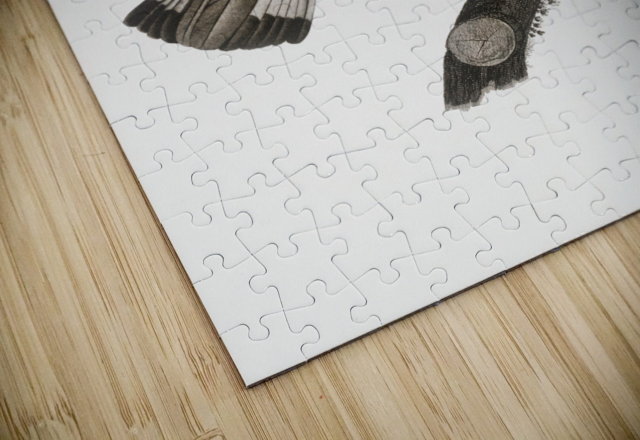 Varied roller of Africa  IStockHistory com Puzzle