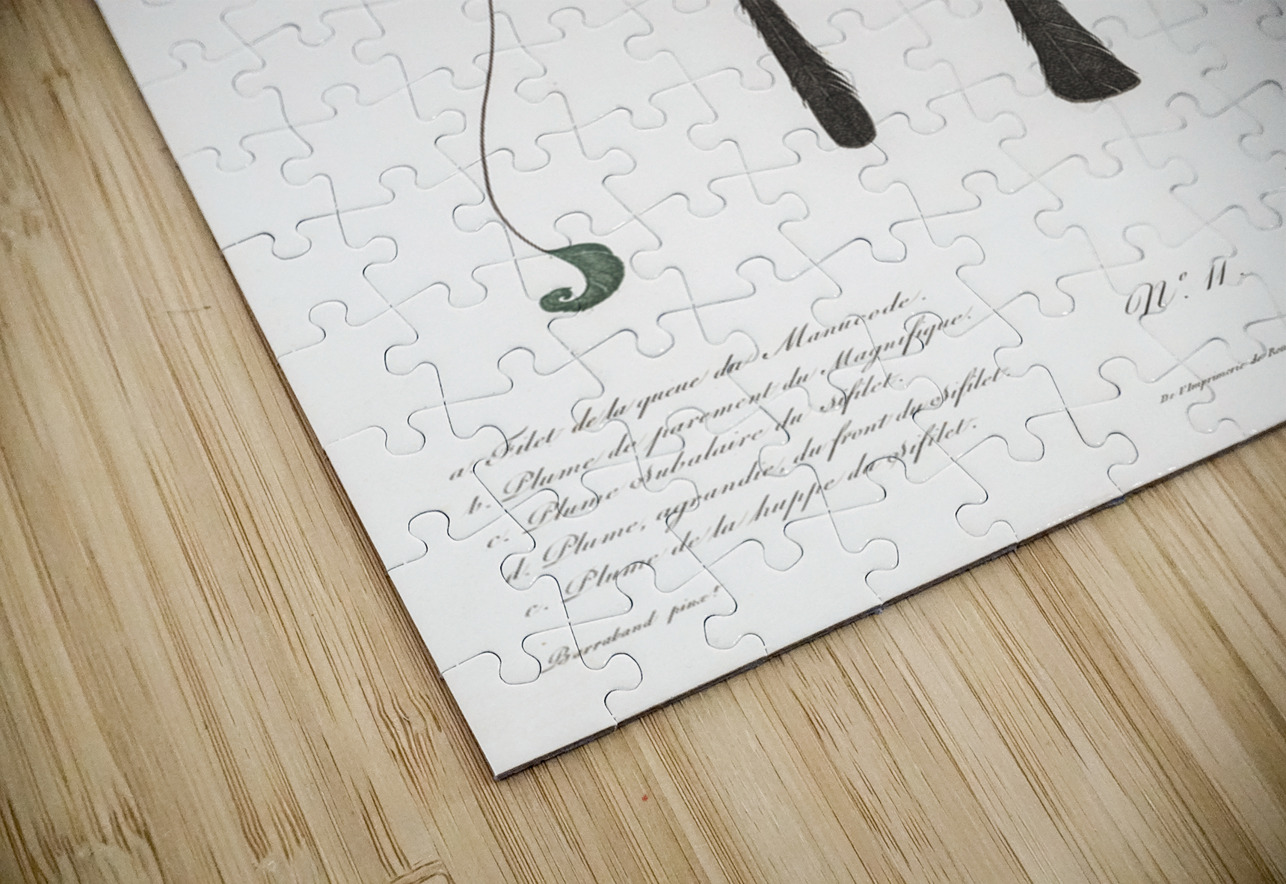 King bird of paradise feather and tail IStockHistory com Puzzle