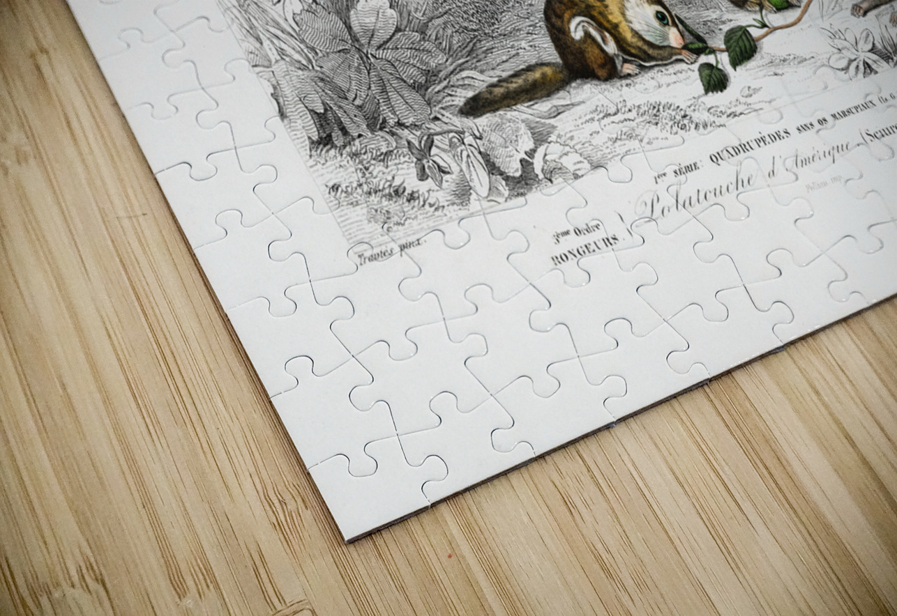 Glaucomys sabrinus Polatouche D Amerique IStockHistory com Puzzle