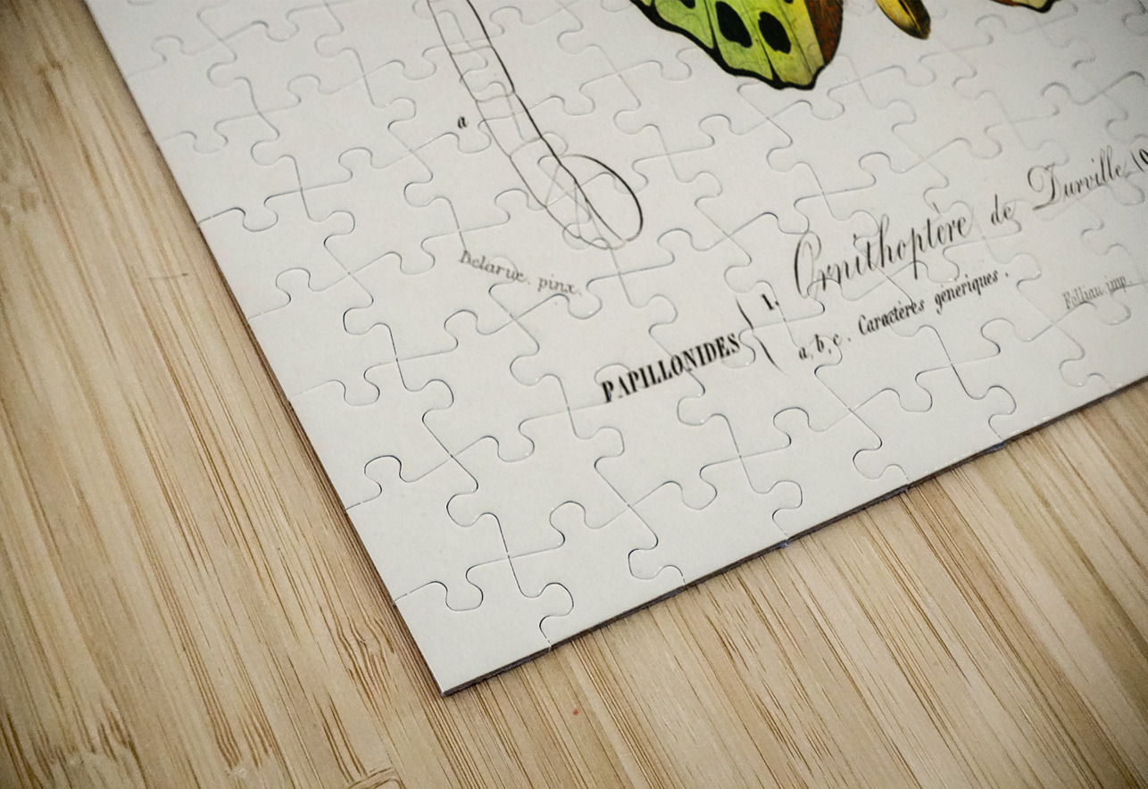 Green birdwing Ornithoptera priamus IStockHistory com Puzzle