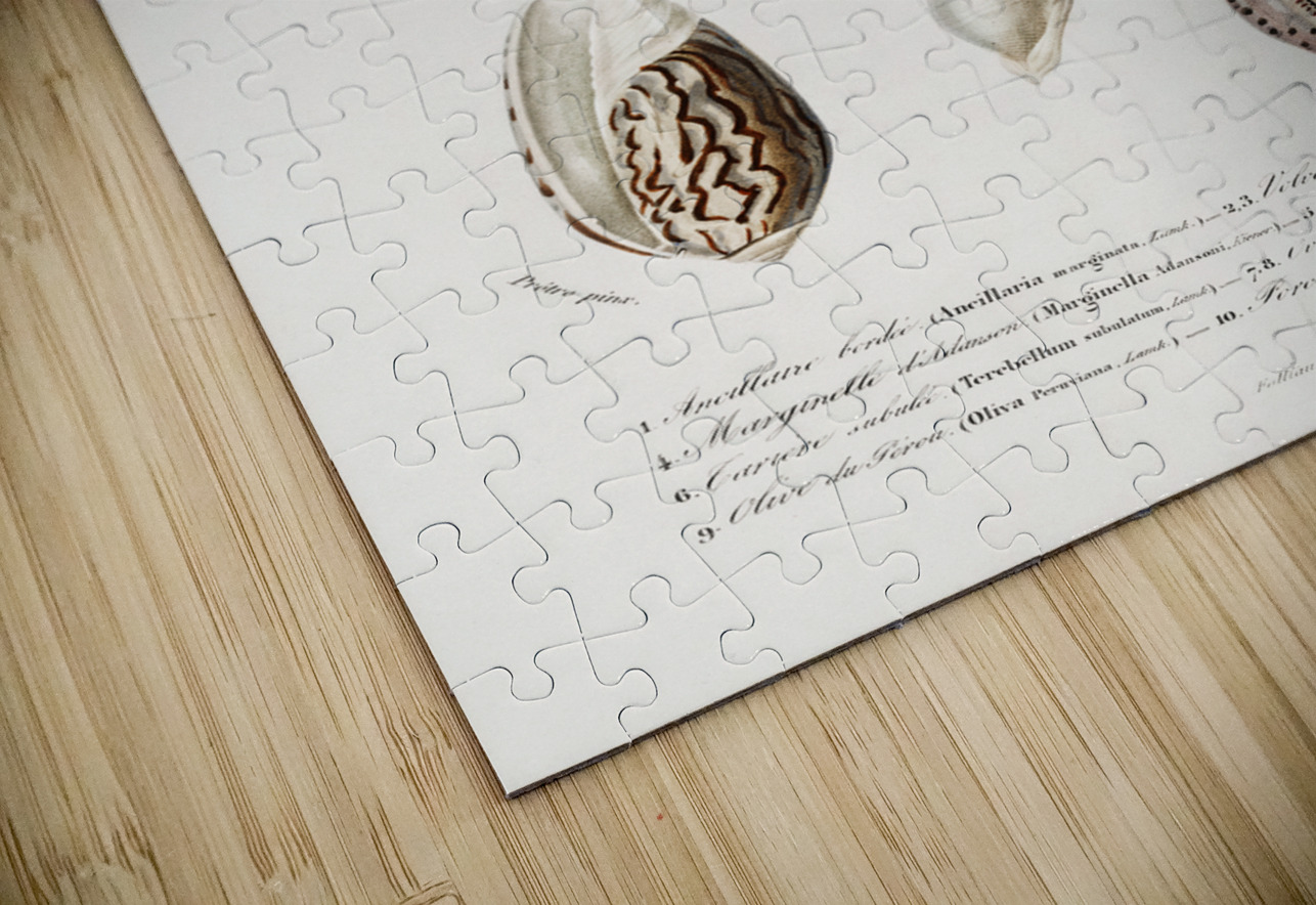 Different types of mollusks IStockHistory com Puzzle