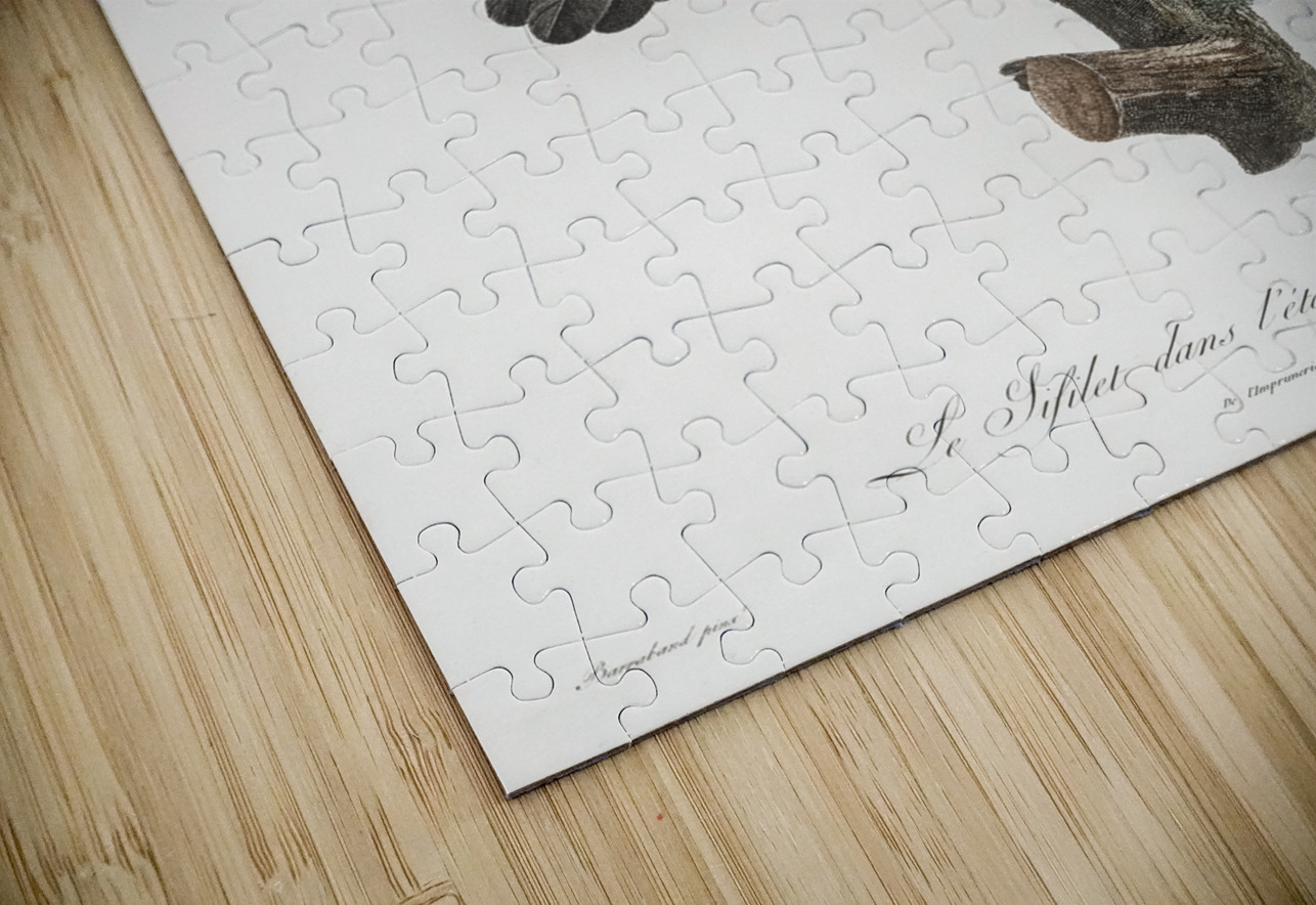 Western parotia in the idle state  IStockHistory com Puzzle