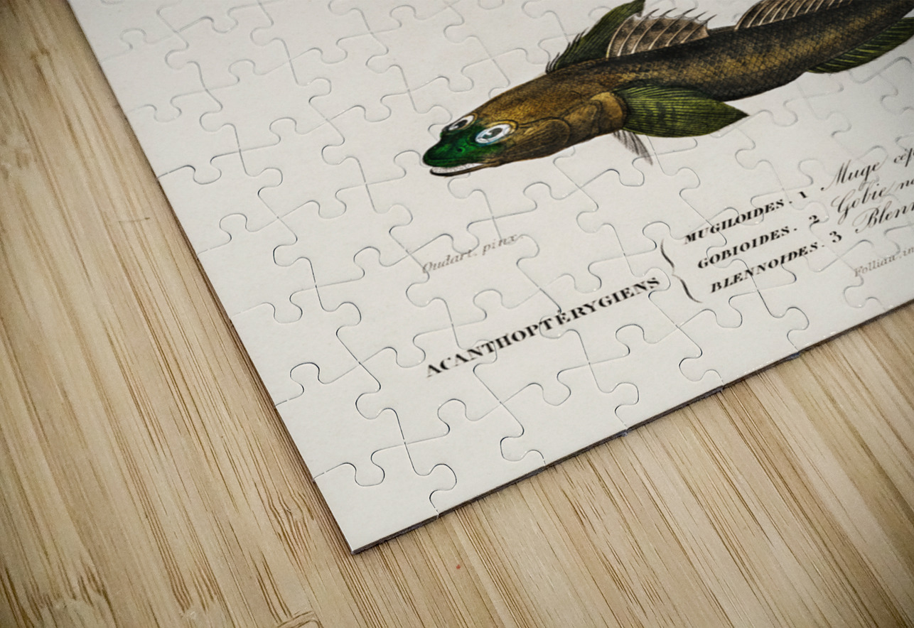 Different types of fishes IStockHistory com Puzzle