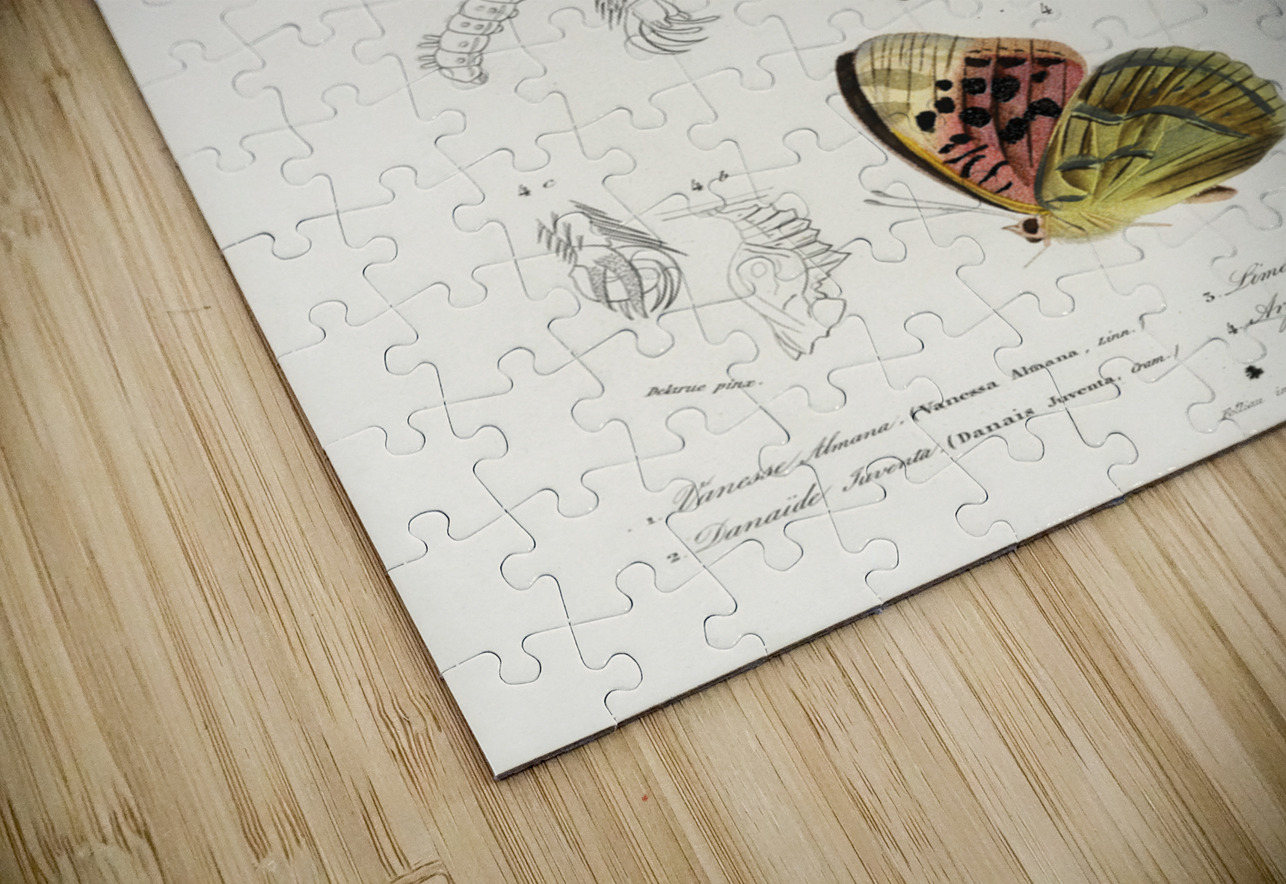 Collection of butterflies IStockHistory com Puzzle