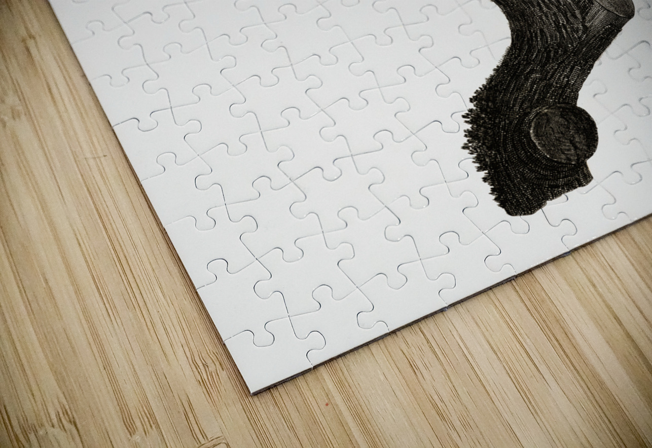 Black-necked Aracari male  IStockHistory com Puzzle