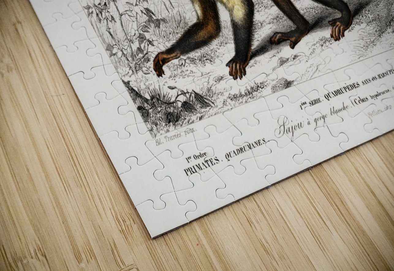 White-headed capuchin Cebus Hypoleucus IStockHistory com Puzzle