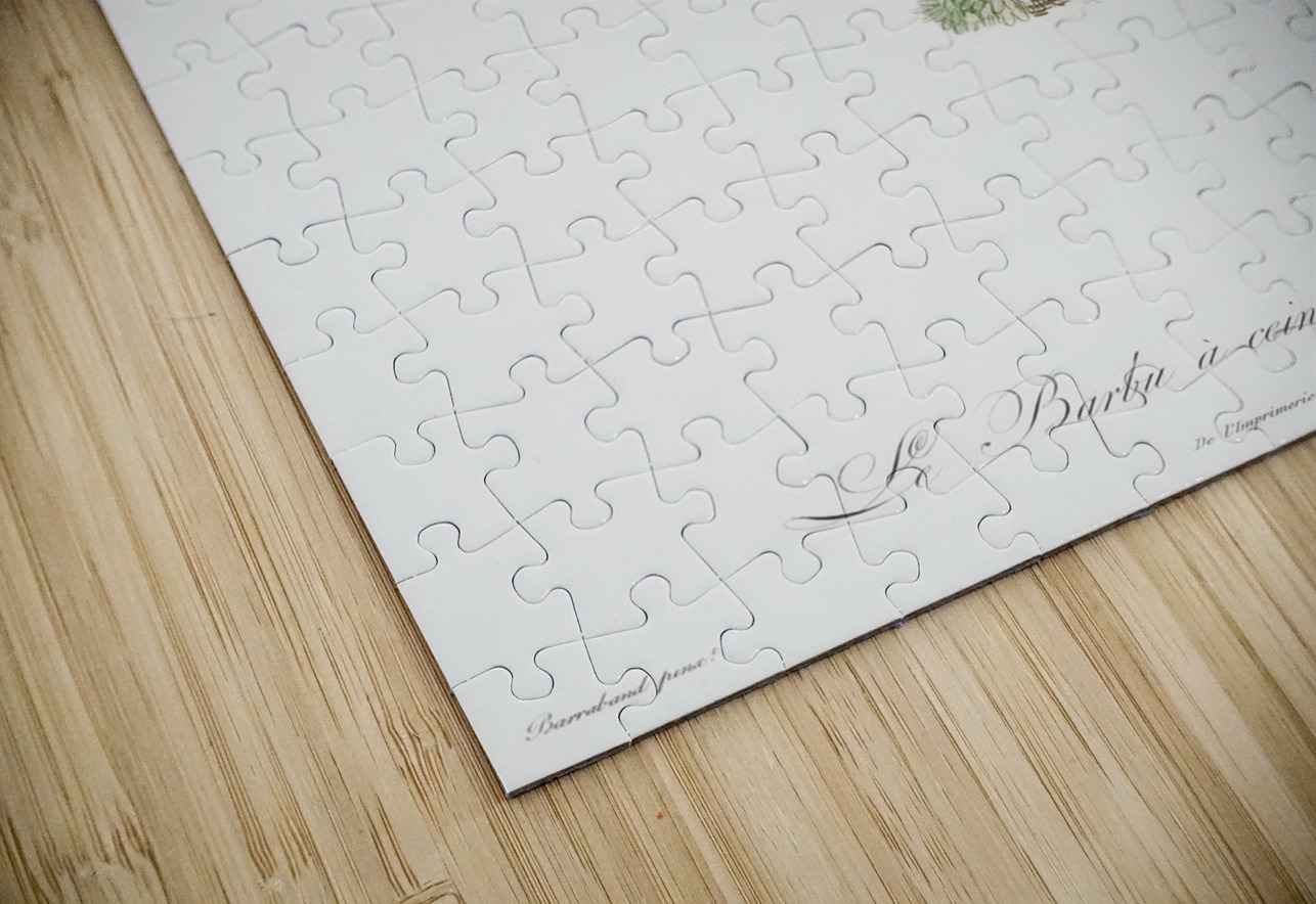 Red-belt barbet  IStockHistory com Puzzle