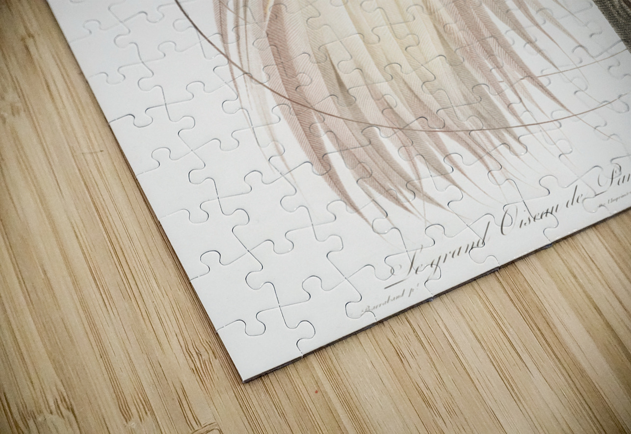 Emperor bird-of-paradise male  IStockHistory com Puzzle