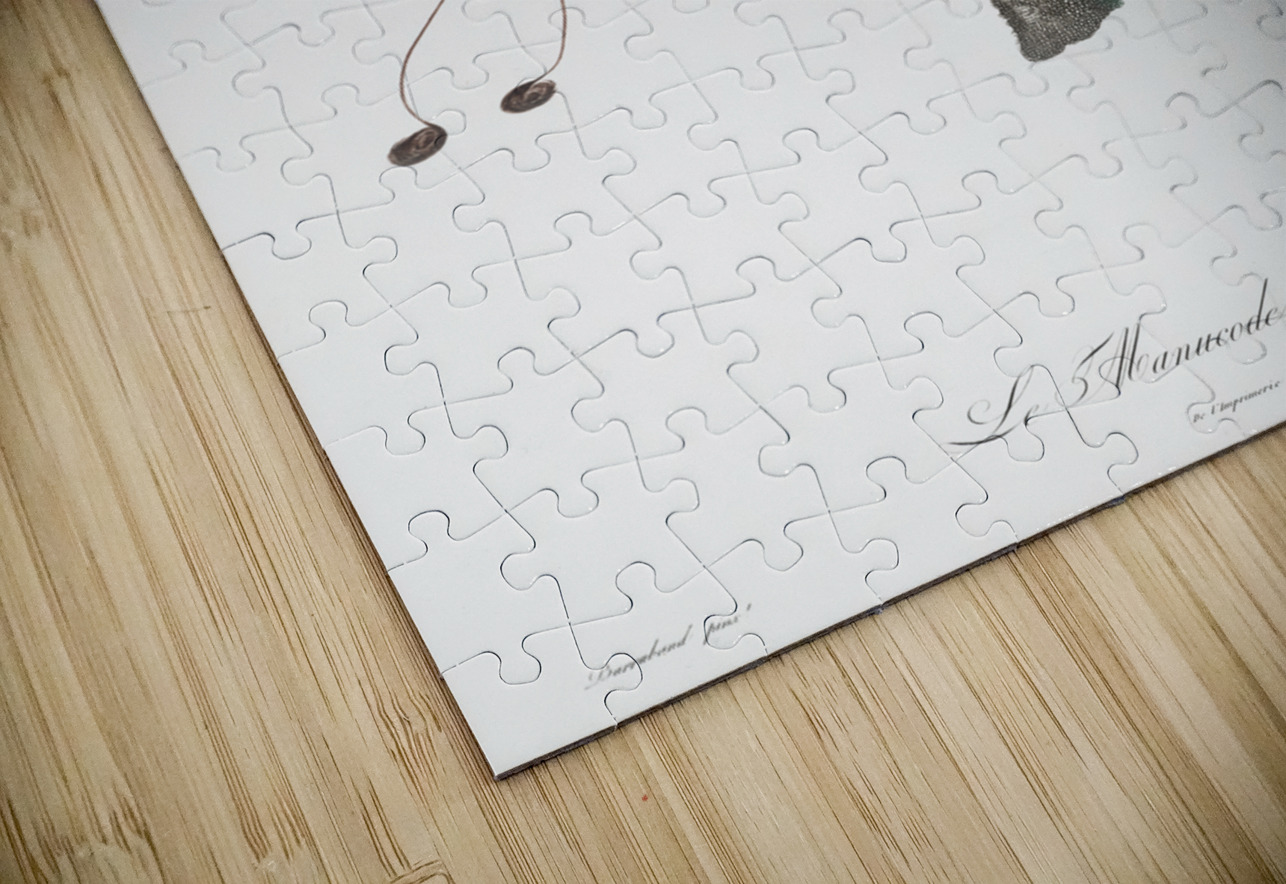 King bird of paradise male  IStockHistory com Puzzle