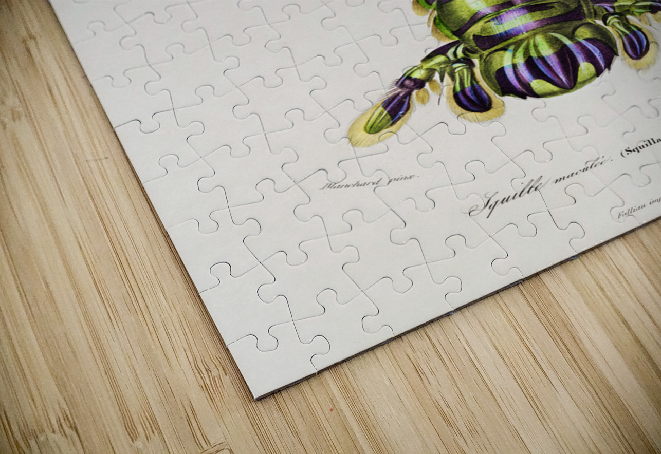 Giant mantis shrimp Squilla Maculata IStockHistory com Puzzle