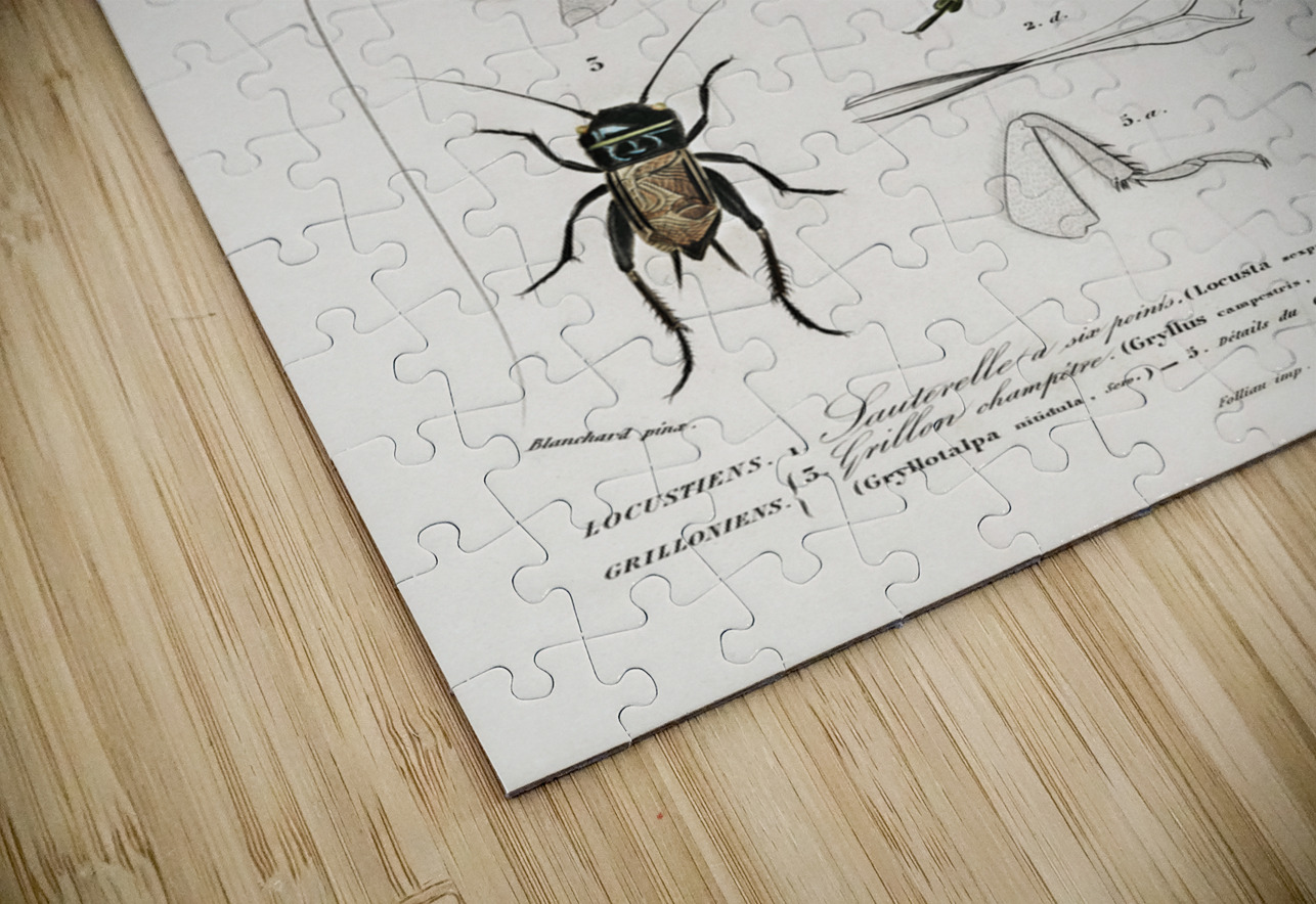 Blue Jay  IStockHistory com Puzzle