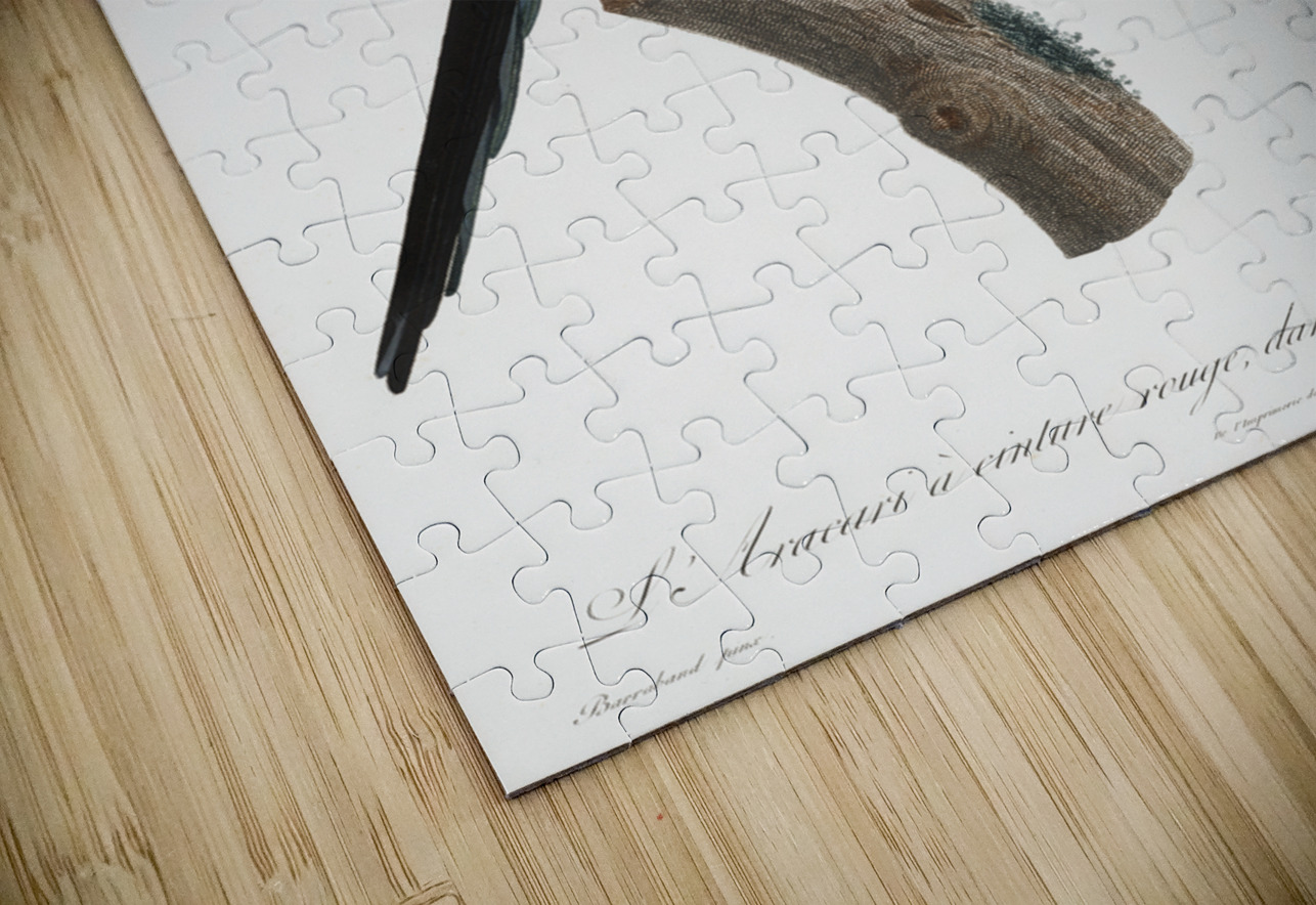 Old red belt aracari  IStockHistory com Puzzle