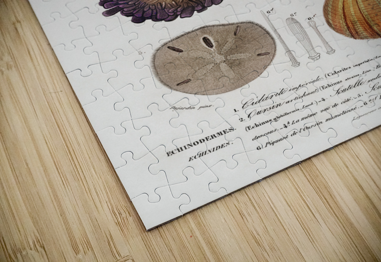 Different types of sea urcnhins IStockHistory com Puzzle