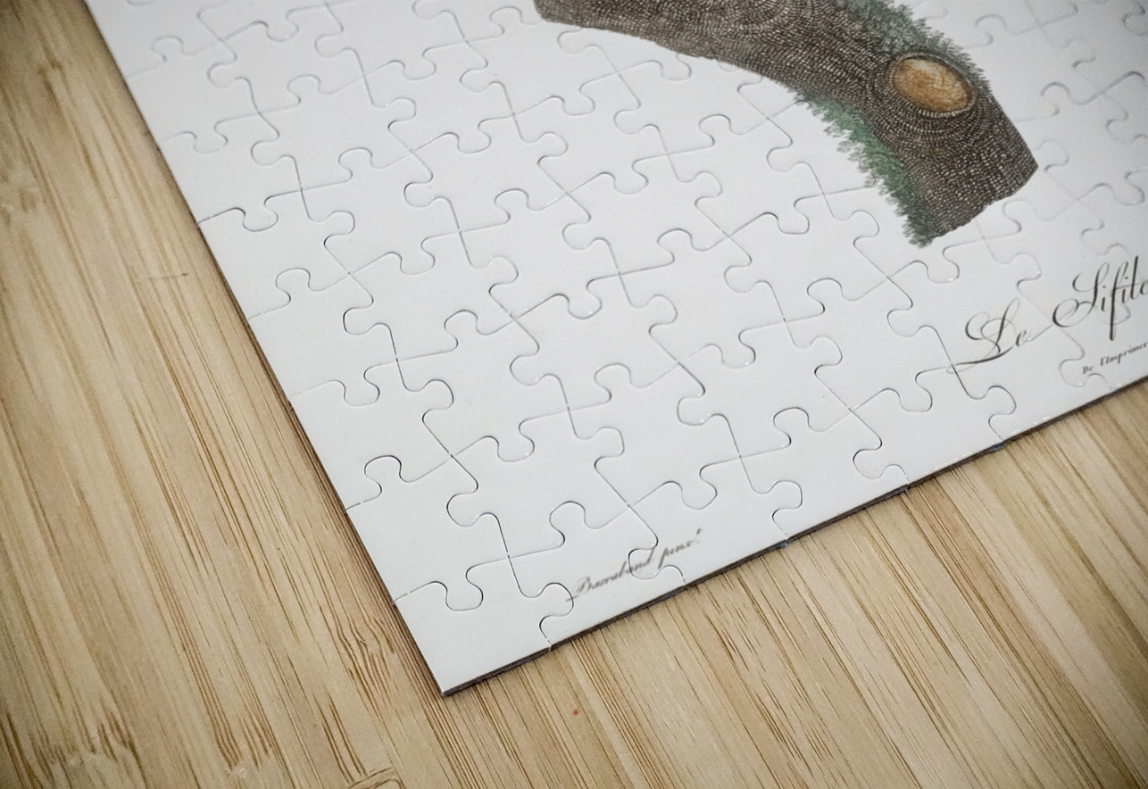 Western parotia  IStockHistory com Puzzle