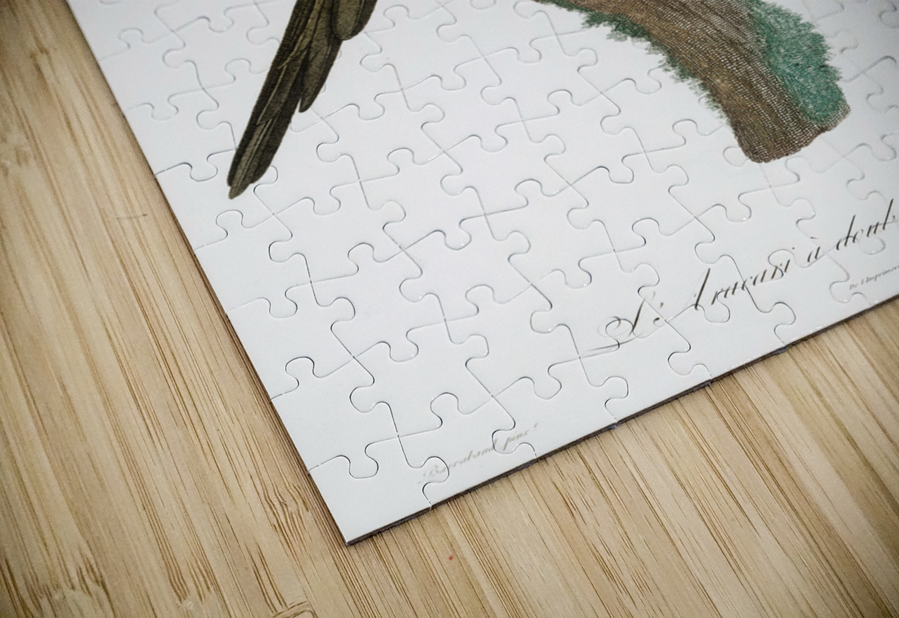 Black-necked Aracari  IStockHistory com Puzzle