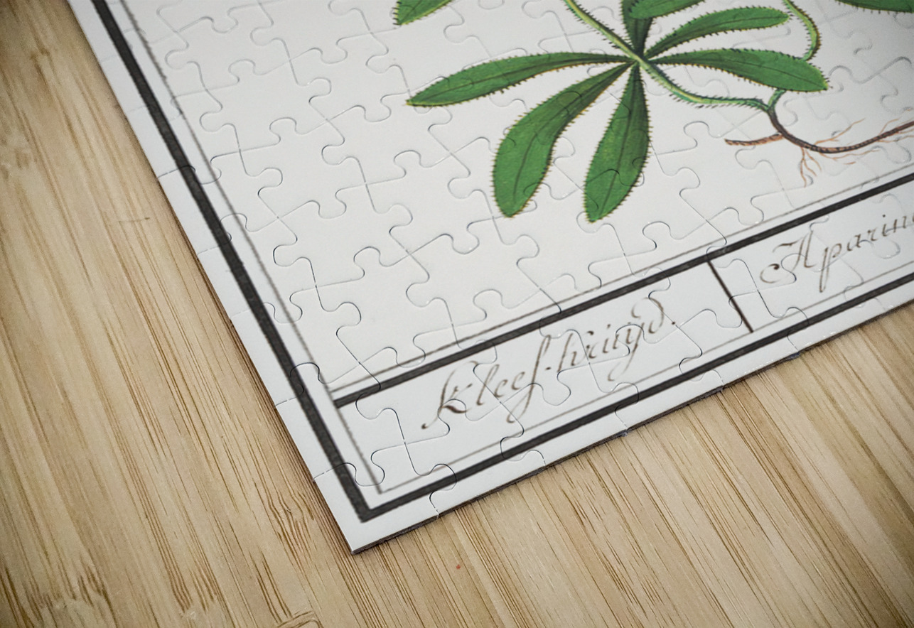 Cleavers plant in vintage style IStockHistory com Puzzle