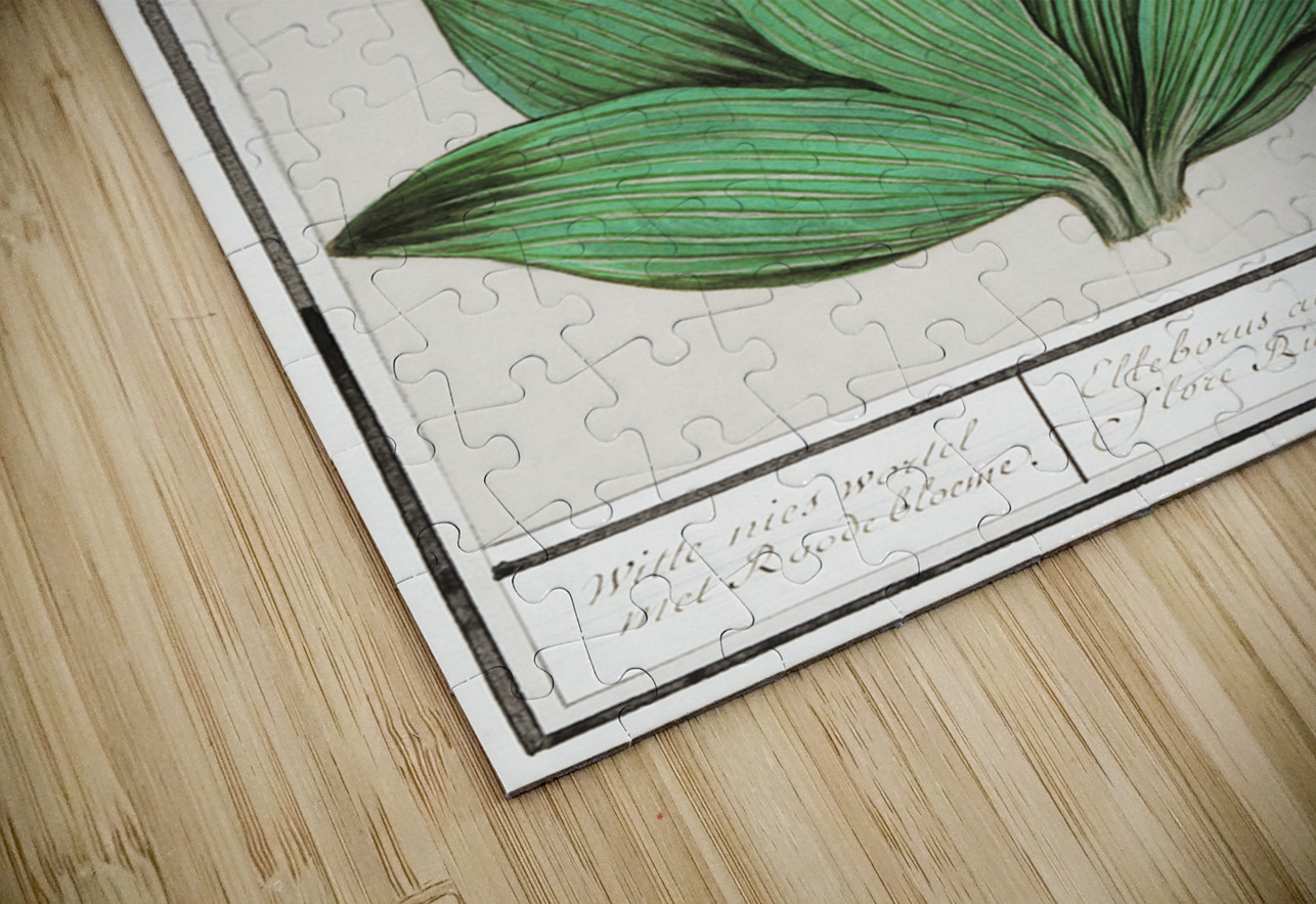 Black carrot flower IStockHistory com Puzzle