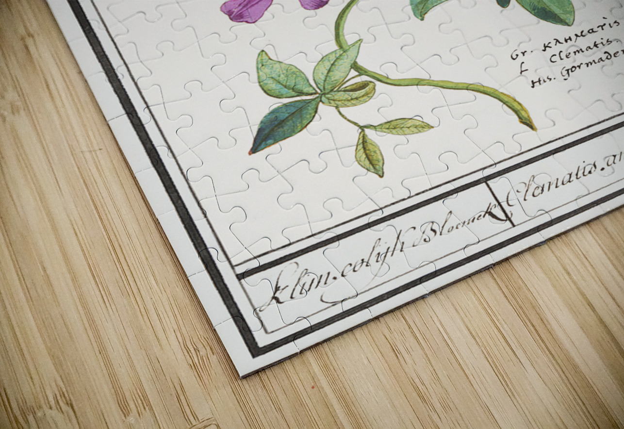 Clematis in vintage style IStockHistory com Puzzle