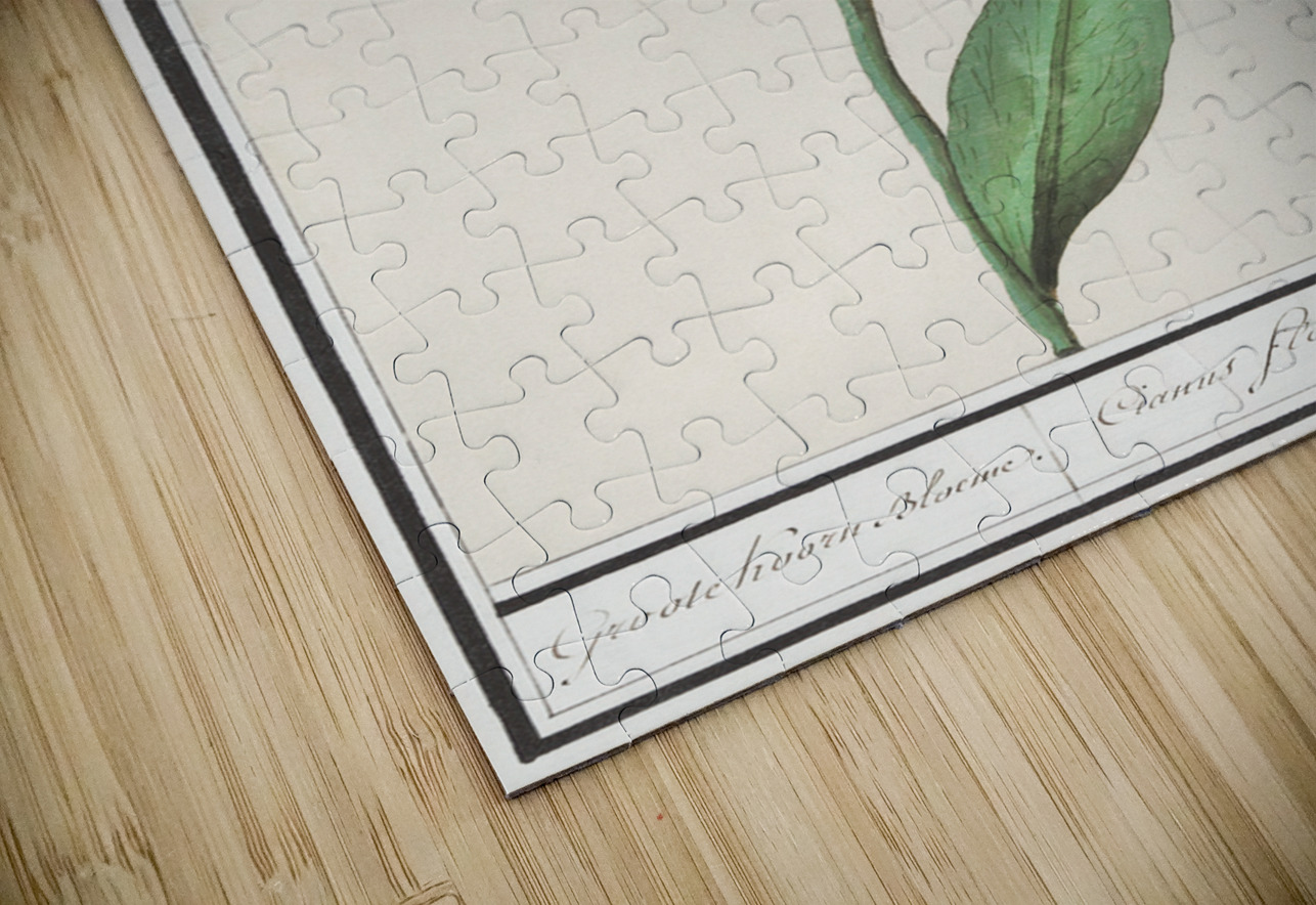 Centaury flower in vintage style IStockHistory com Puzzle