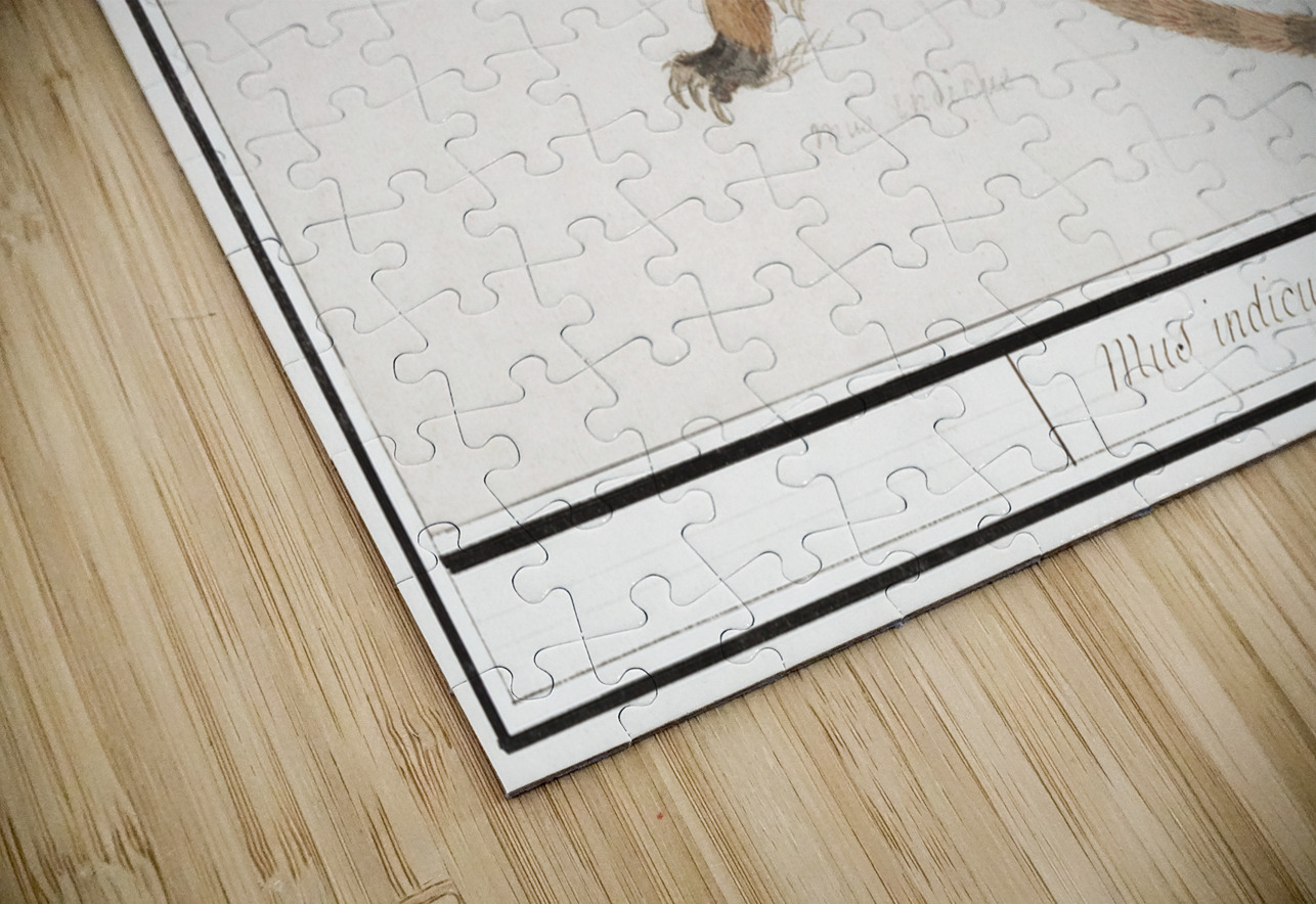 Coatimundi in vintage style IStockHistory com Puzzle