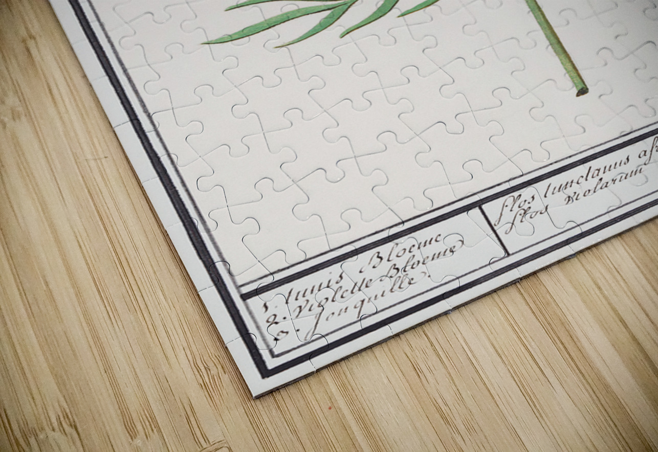 Viola daffodil and marigold IStockHistory com Puzzle