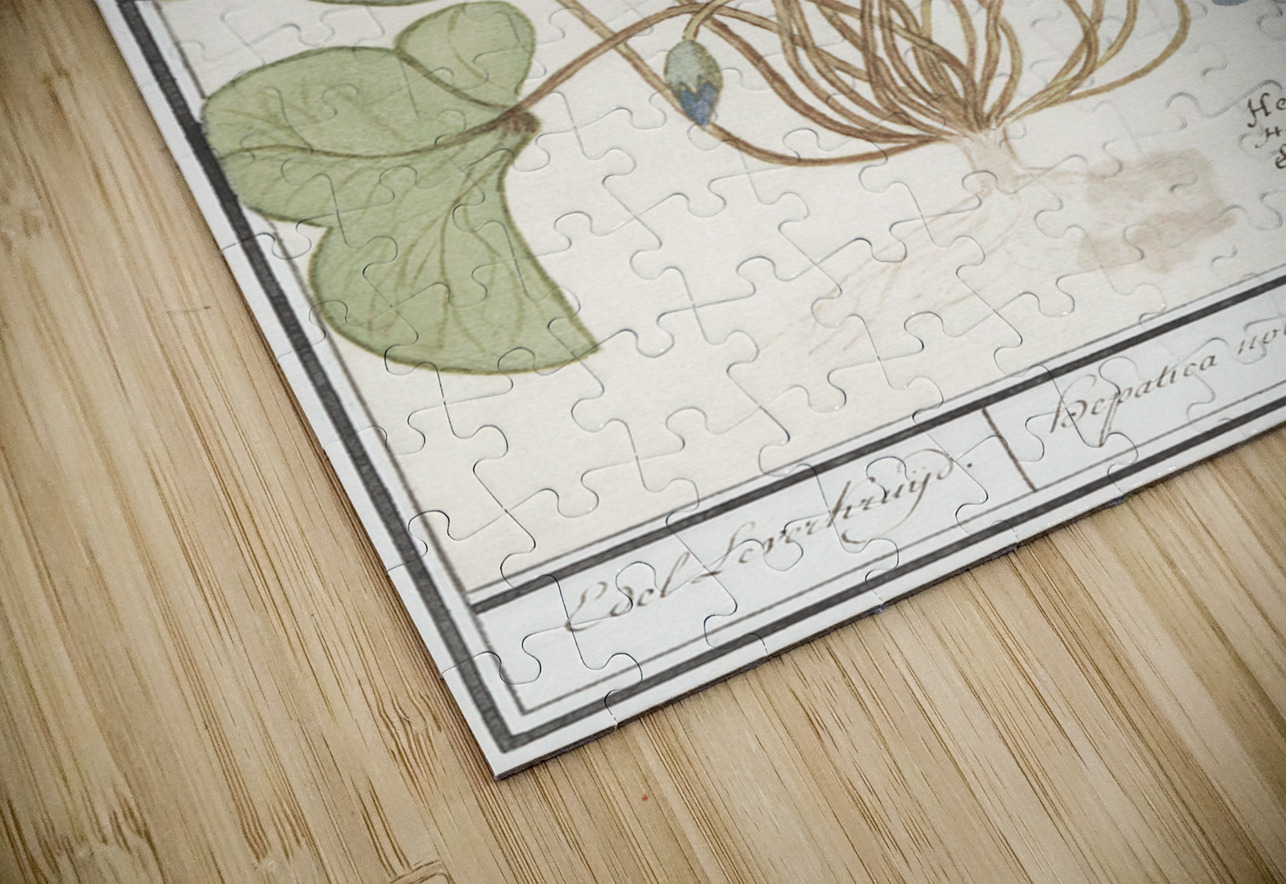 Hepatica in vintage style IStockHistory com Puzzle