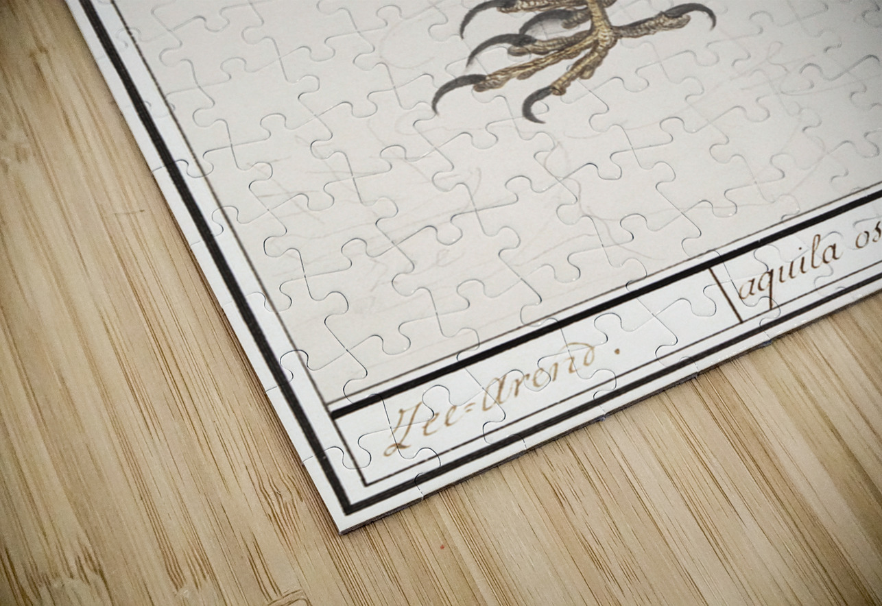 Sparrowhawk in vintage style IStockHistory com Puzzle