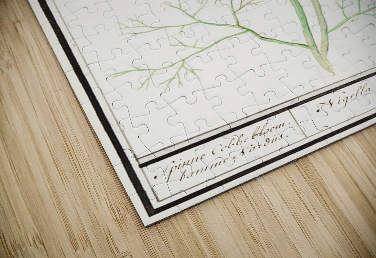 Love-in-a-mist flower IStockHistory com Puzzle