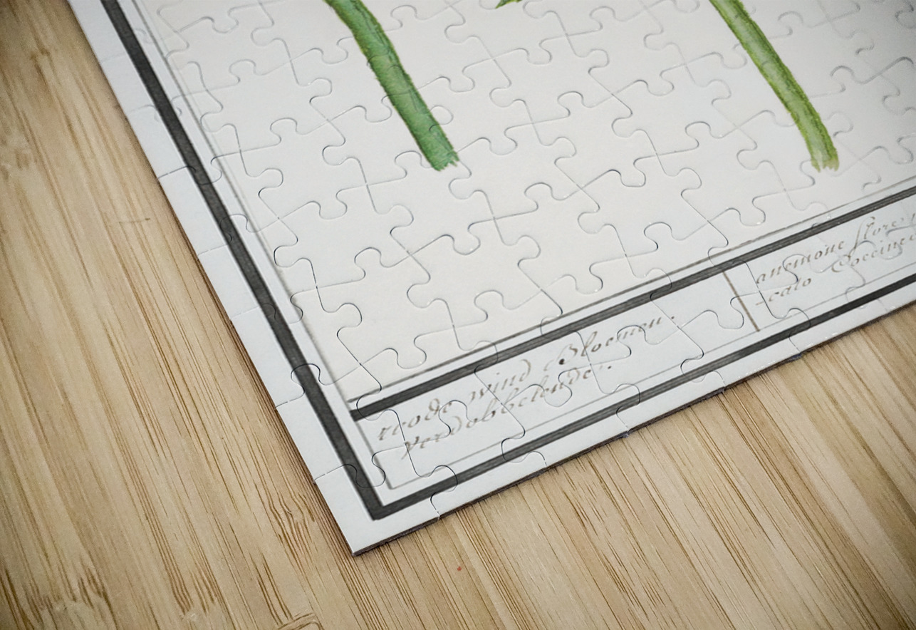 Anemone flower in vintage style IStockHistory com Puzzle