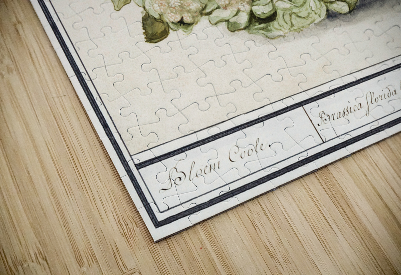 Cauliflower in vintage style IStockHistory com Puzzle