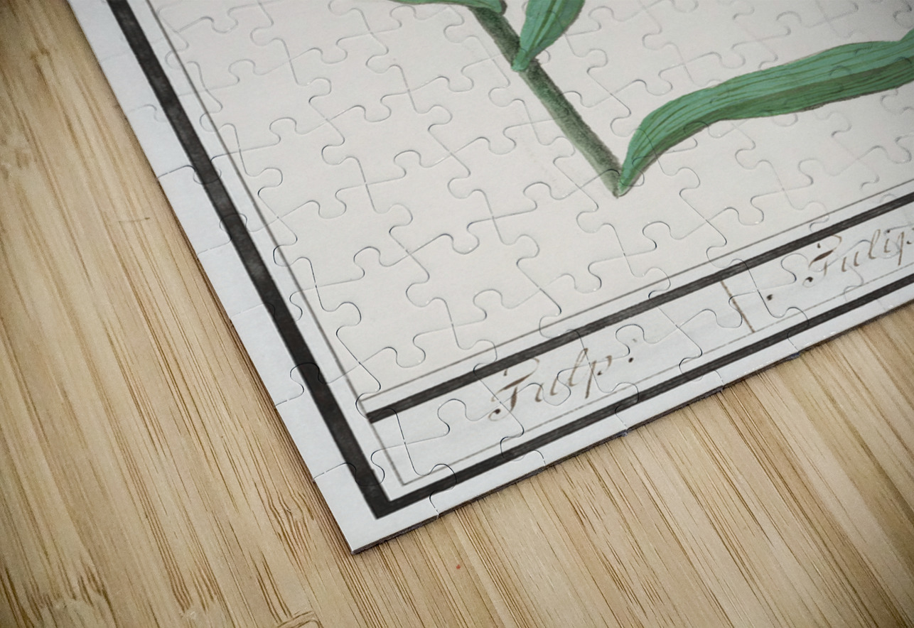 Tulip in vintage style IStockHistory com Puzzle