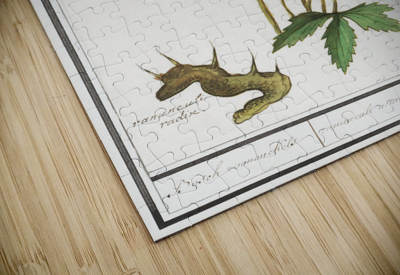 Windflower in vintage style IStockHistory com Puzzle