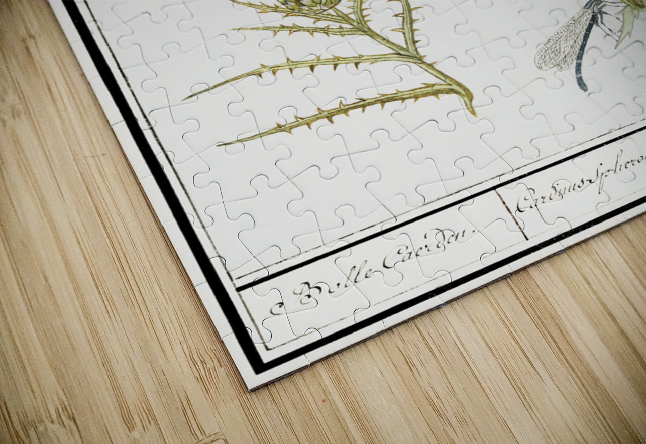 Thistle and artichoke IStockHistory com Puzzle