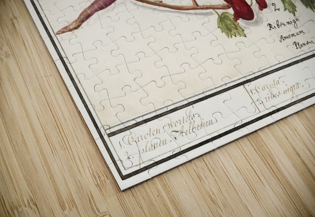 Carrot and red currant in vintage style IStockHistory com Puzzle