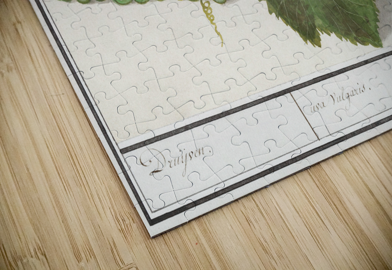 Grapes in vintage style IStockHistory com Puzzle