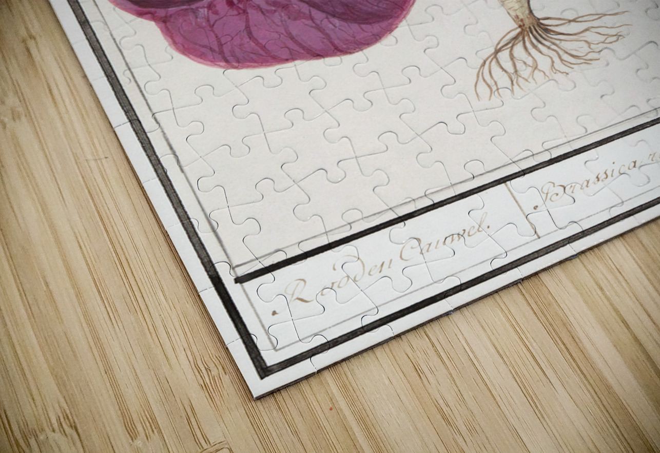 Red cabbage in vintage style IStockHistory com Puzzle