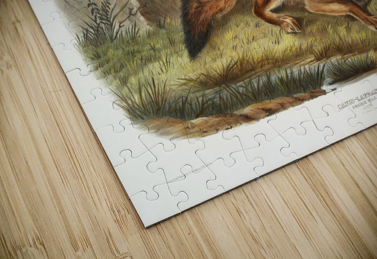 Prairie Wolf Canis latrans  IStockHistory com Puzzle