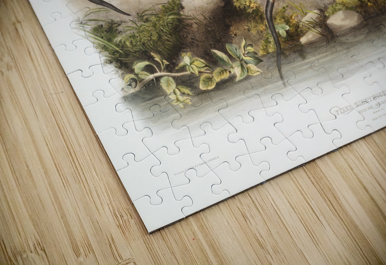 Musk-Rat Musquash Fiber Zibethicus  IStockHistory com Puzzle