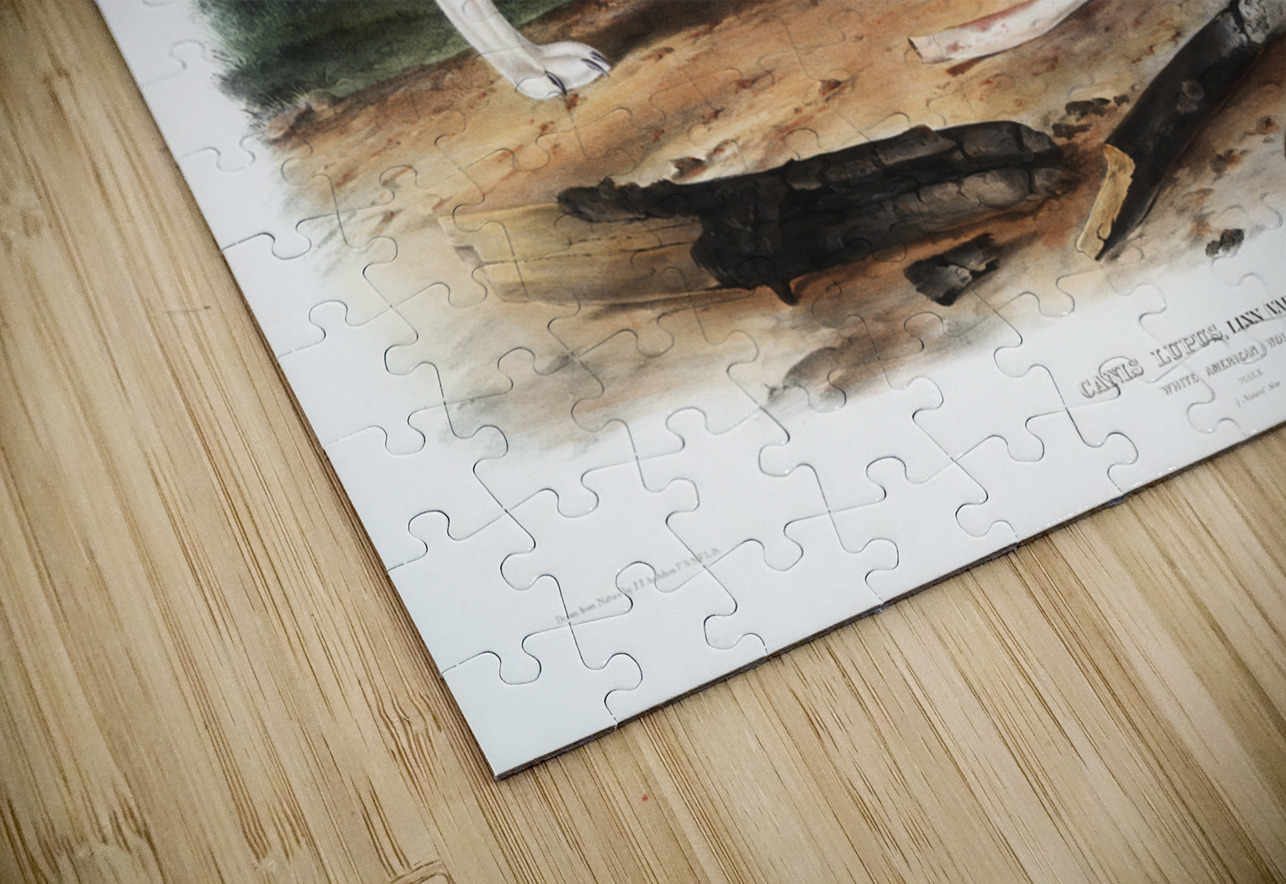 White American Wolf Canis lupus  IStockHistory com Puzzle