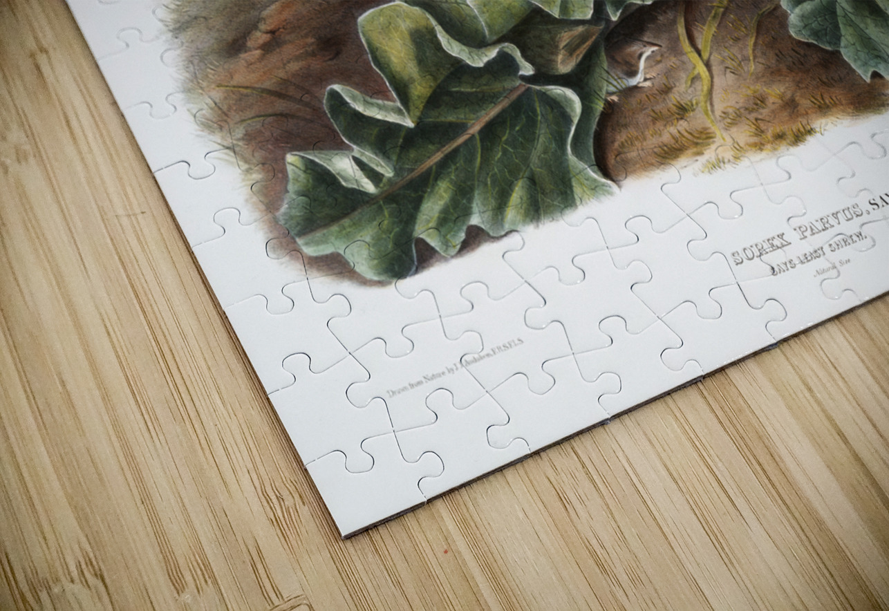 Least Shrew Sorex parvus  IStockHistory com Puzzle