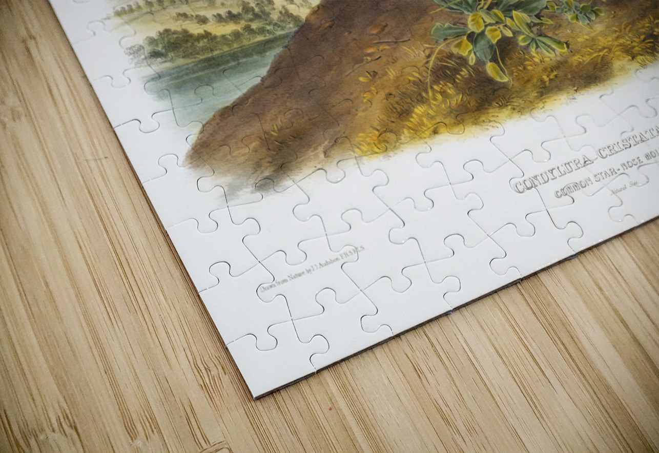 Star-nose Mole Condylura cristata  IStockHistory com Puzzle